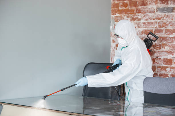 Best Basement Mold Removal  in West Columbia, TX