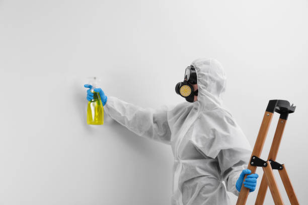 Best Black Mold Removal  in West Columbia, TX